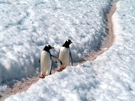 乌斯怀亚号破冰船2013年南极探险18天游(南极